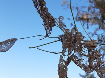 У місті на Волині – нашестя «волохатої гусені». ФОТО