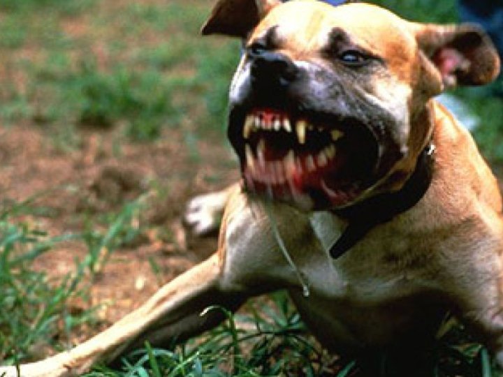 У Луцьку пес покусав дівчину: постраждала вакцинується від сказу