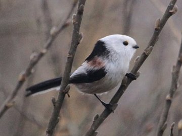 Пір’яна хвостата кулька: показали мешканку волинського нацпарку. ФОТО