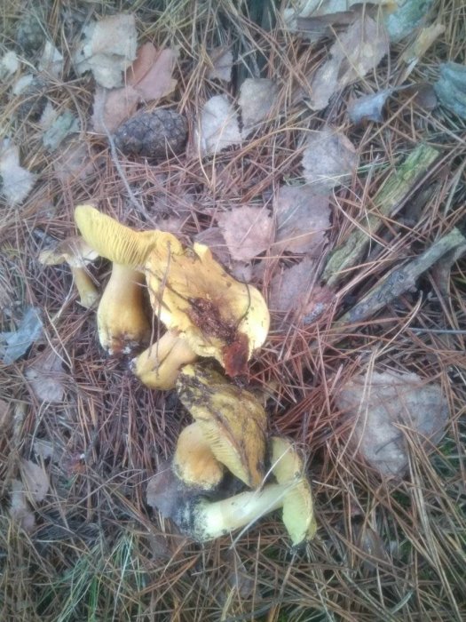 Волинські грибники на Новий рік назбирали повні кошики грибів