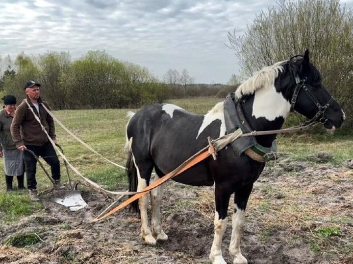 Тяжка праця: як родина на Волині садить картоплю  «під коника»