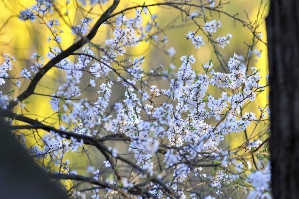 Луцьк цвіте та пахне. ФОТО