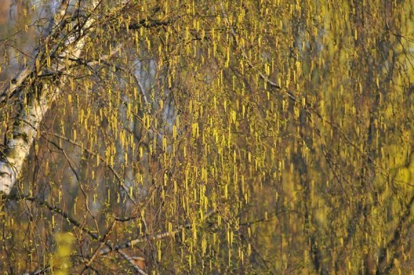 Луцьк цвіте та пахне. ФОТО