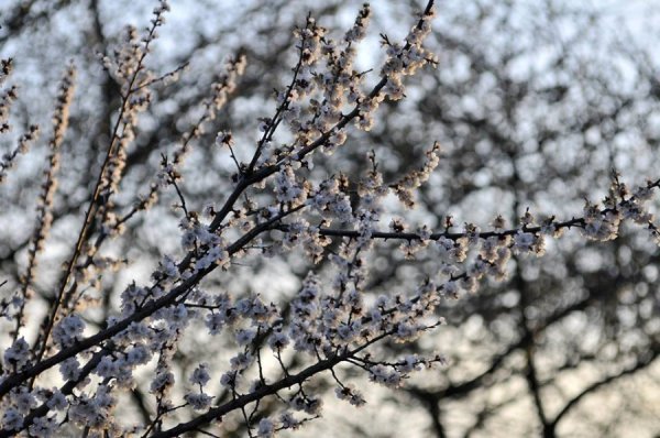 Луцьк цвіте та пахне. ФОТО