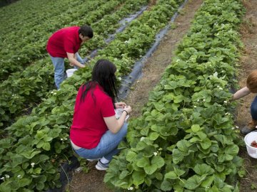 Чеським фермерам не вистачає українських заробітчан. ВІДЕО