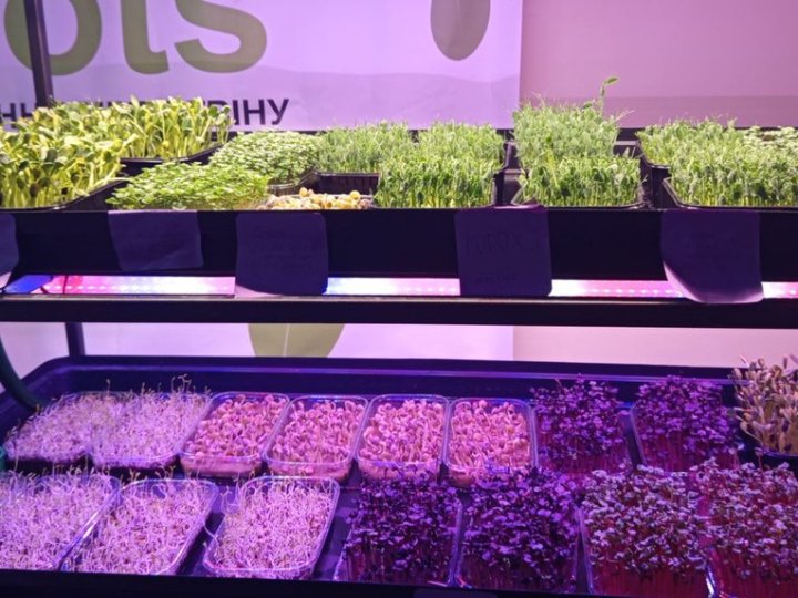 Учні з Волині вирощують мікрозелень у шкільному укритті. ФОТО