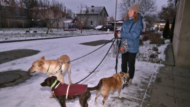 Зооволонтерка з Волині прилаштувала в добрі руки понад сотню собак із фронту