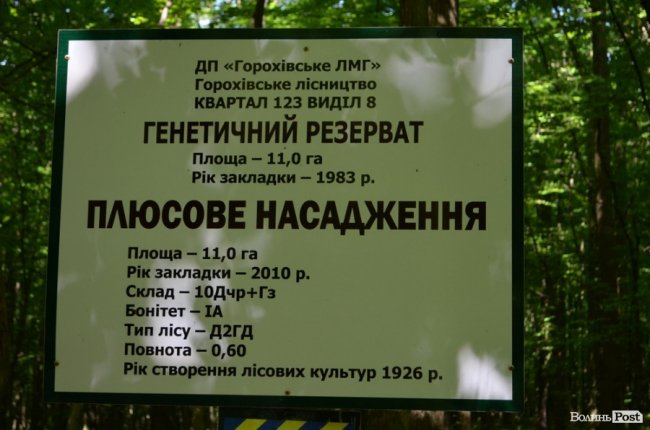 Коркове дерево та величні дуби: як на Волині приживаються «незвичні» дерева