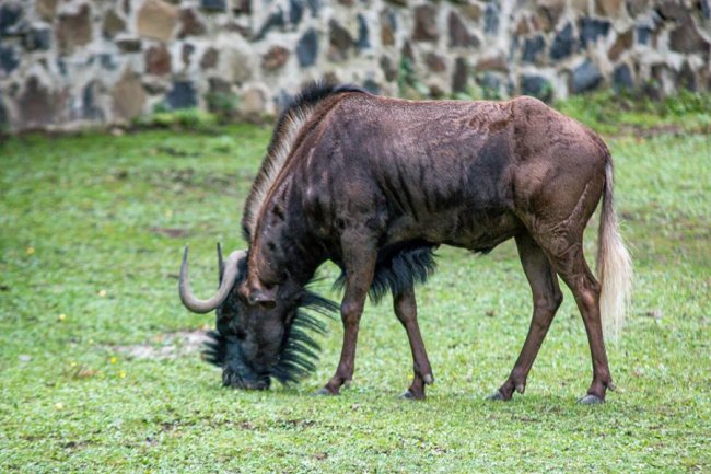 Рівненський звіринець на світлинах волинського фотографа. ФОТО