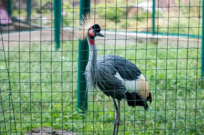 Рівненський звіринець на світлинах волинського фотографа. ФОТО