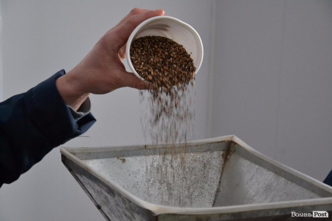 Банк насіння, плантації, шишкосушарки: як на Волині готують «нові ліси»