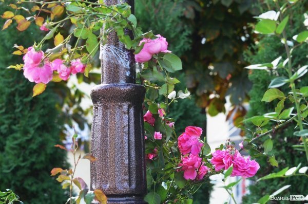 Фотопогляд: вулиця Лесі Українки