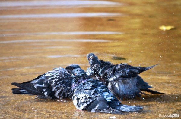 Фотопогляд: вулиця Лесі Українки