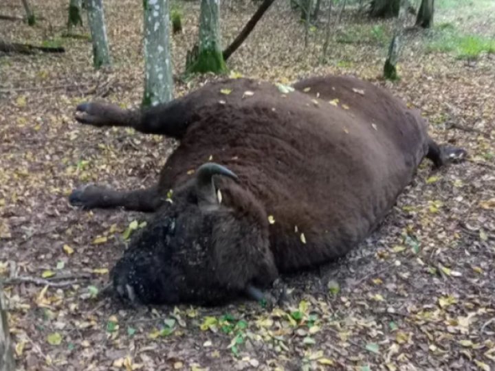 У лісі на Волині знайшли мертвого зубра. ФОТО