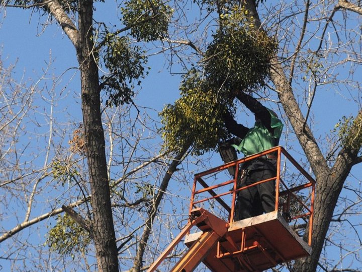 У Луцьку омелу на деревах обрізають лише частково: причини