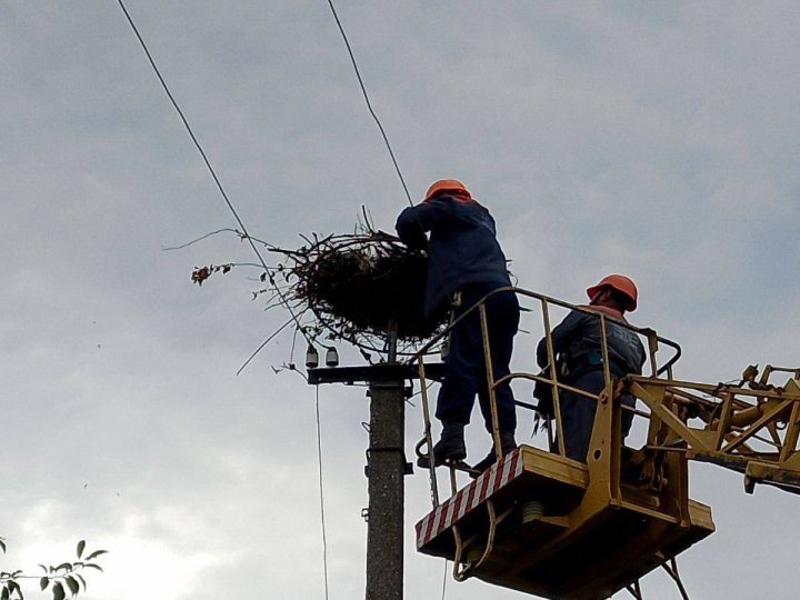 У селі на на Волині працівники «Волиньобленерго» врятували лелече гніздо