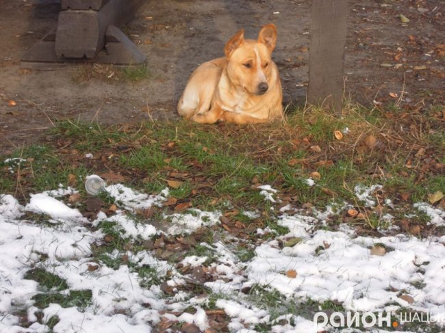 Шацькі озера засипало снігом. ФОТО