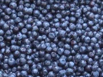 Волинські громади заробили на заготівлі ягід півтора мільйона гривень. ВІДЕО