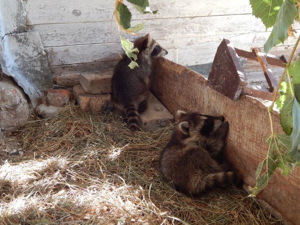 Поповнення у Луцькому зоопарку: єноти-полоскуни, страуси Ему і вівці-«рацька»