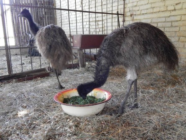 Поповнення у Луцькому зоопарку: єноти-полоскуни, страуси Ему і вівці-«рацька»