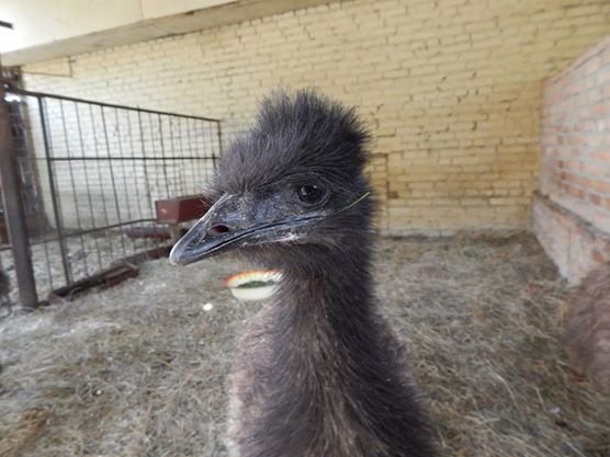 Поповнення у Луцькому зоопарку: єноти-полоскуни, страуси Ему і вівці-«рацька»