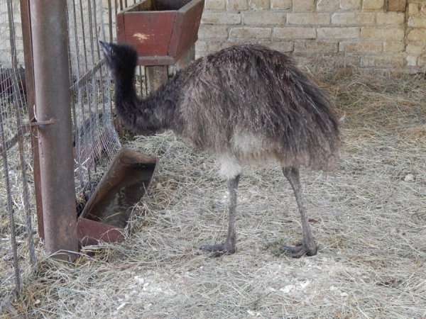 Поповнення у Луцькому зоопарку: єноти-полоскуни, страуси Ему і вівці-«рацька»