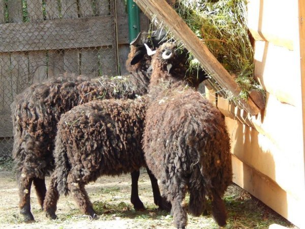 Поповнення у Луцькому зоопарку: єноти-полоскуни, страуси Ему і вівці-«рацька»