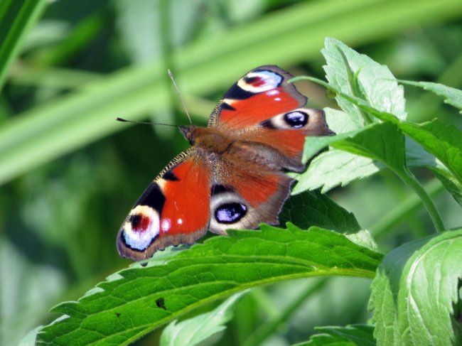 Дика природа  і таємничі місця: як на Волині розвивають велотуризм. ФОТО