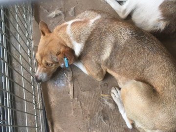 У Луцьку стерилізували 40 безпритульних тварин