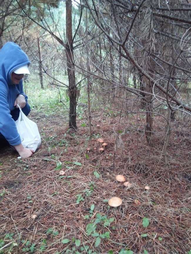 «Дві години – два відра»: розповіли про грибне місце на Волині