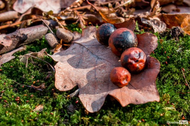 Перший день весни у «волинській Швейцарії». ФОТОРЕПОРТАЖ