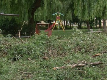 У Луцьку величезна верба впала на дитячий майданчик. ВІДЕО