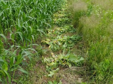 На городах волинян поліцейські знайшли  мак і коноплю. ФОТО