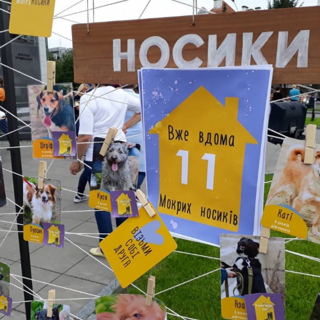 «Мокрі носики»: під час фестивалю знайшли господарів для 11 песиків. ФОТО