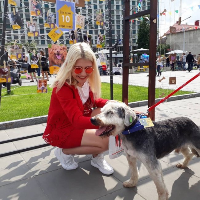 «Мокрі носики»: під час фестивалю знайшли господарів для 11 песиків. ФОТО