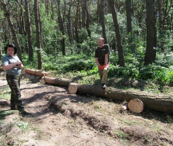 На Волині через короїдів всихають соснові ліси. ФОТО