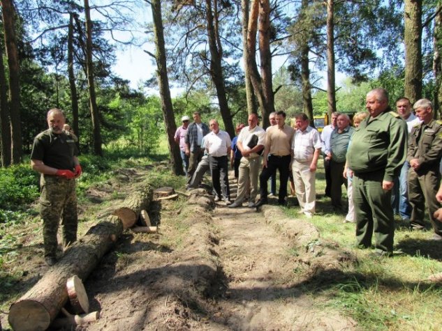На Волині через короїдів всихають соснові ліси. ФОТО