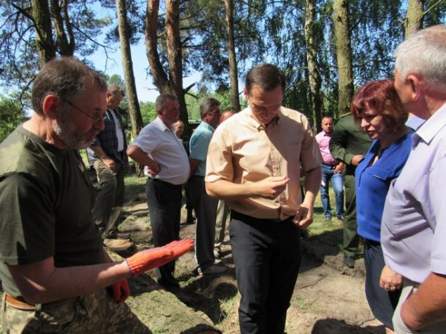 На Волині через короїдів всихають соснові ліси. ФОТО