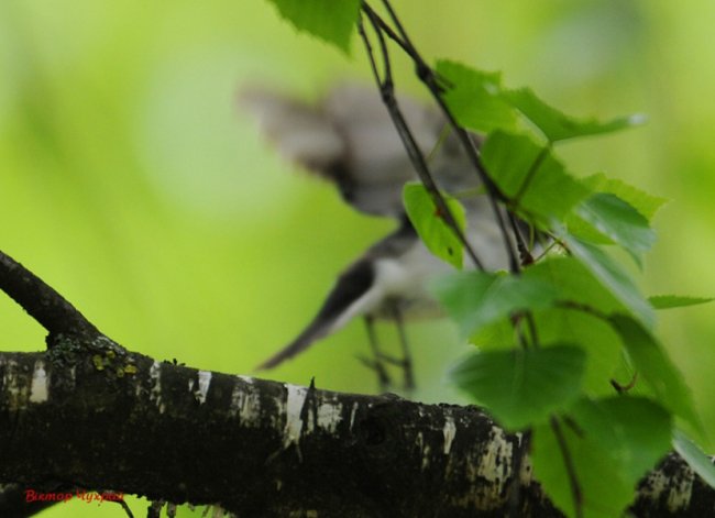 Волинський фотограф «упіймав» грайливу пташку