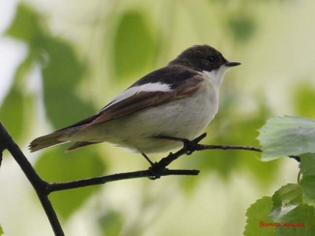 Волинський фотограф «упіймав» грайливу пташку