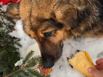 Кожне життя – важливе: волинські патрульні врятували знесиленого пса