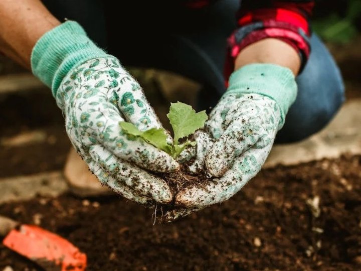 Місячний посівний календар на квітень 2026 року: найсприятливіші дні для закладення великого урожаю