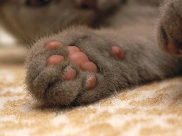 У міні-притулку порубали кошенят. ФОТО 18+