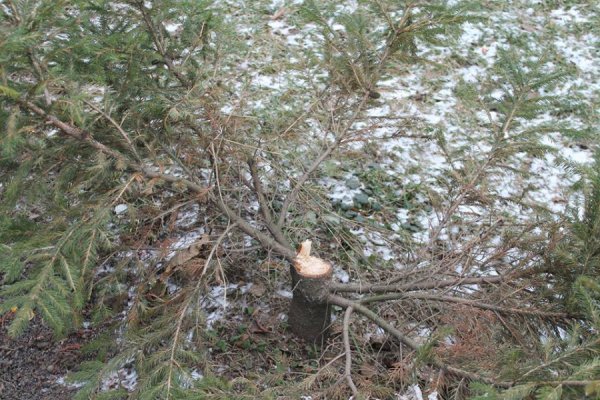 На Волині вкрали ялинку, яка росла у центрі містечка