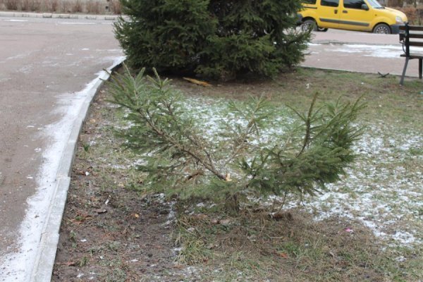 На Волині вкрали ялинку, яка росла у центрі містечка