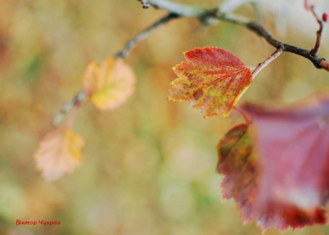 Луцький фотограф поділився світлинами морозного листопаду