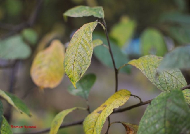 Луцький фотограф поділився світлинами морозного листопаду