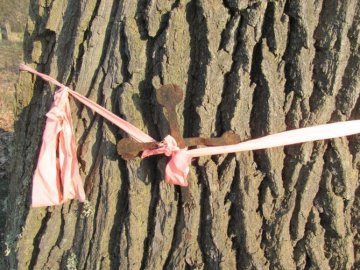 Металевим хрестиком на Волині врятували 390-річне дерево