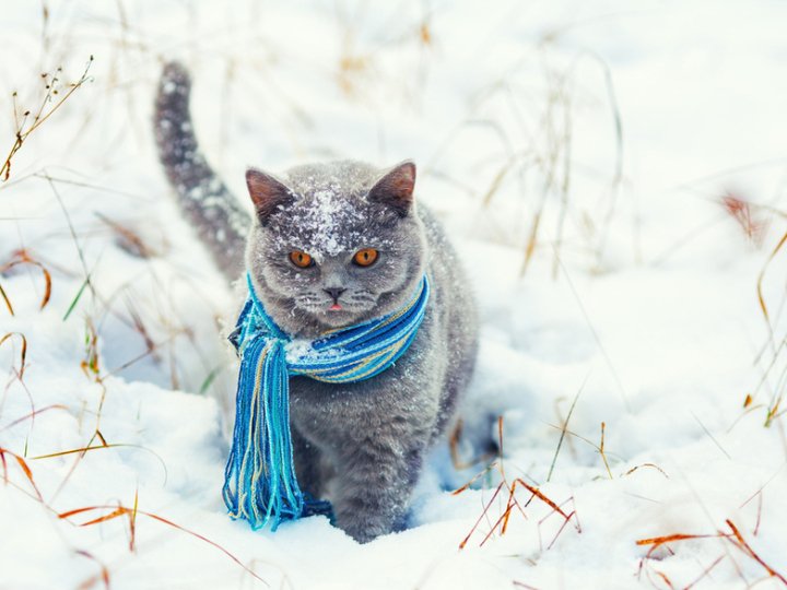Якою буде погода у неділю, 11 січня, у Луцьку та на Волині
