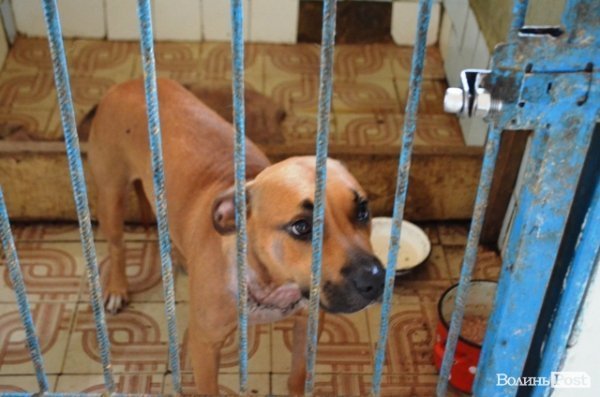 Майже 90% безпритульних тварин Луцька знаходять домівку. ФОТО